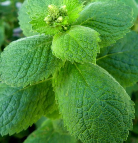 Appelmunt kopen? Mentha suaveolens - ecologisch geteeld