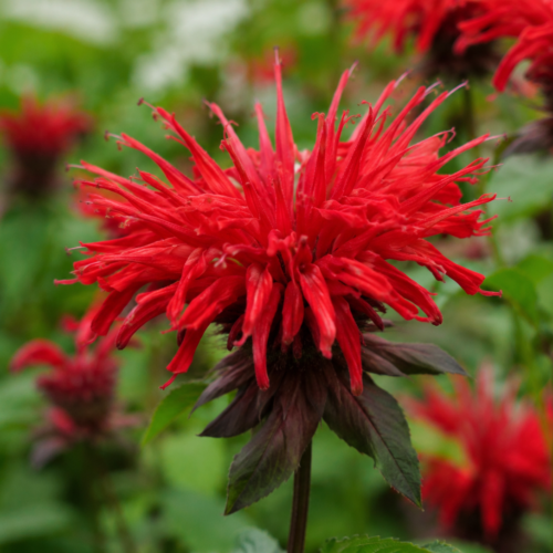 bergamot-plant-kopen bergamotplant kopen? Bergamotplant - Monarda didyma 'Cambridge Scarlet'