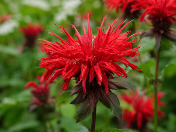bergamot-plant-kopen bergamotplant kopen? Bergamotplant - Monarda didyma 'Cambridge Scarlet'