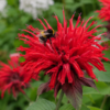 bergamotplant-bloem bergamotplant kopen?