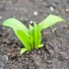 daslook-jonge-blaadjes-vroeg-voorjaar Daslook jonge blaadjes vroeg voorjaar, Allium ursinum, ecologisch geteeld
