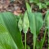 daslook-in-de-knop-voor-bloei Daslook in de knop, Allium ursinum, vlak voor de bloei