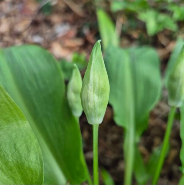 daslook-in-de-knop-voor-bloei Daslook in de knop, Allium ursinum, vlak voor de bloei