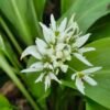 daslook-allium-ursinum Daslook kopen - Allium ursinum, ecologisch geteeld en onbespoten