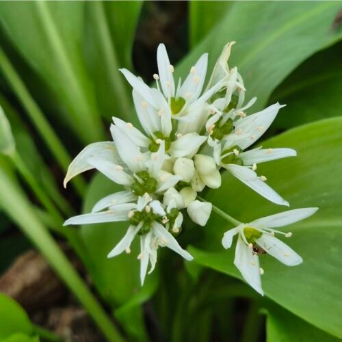Daslook kopen - Allium ursinum, ecologisch geteeld en onbespoten