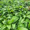 daslook-veld-volle-bladeren-kwekerij Daslook veld met volle bladeren, Allium ursinum, ecologisch geteeld op de kwekerij