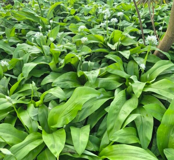 daslook-veld-volle-bladeren-kwekerij Daslook veld met volle bladeren, Allium ursinum, ecologisch geteeld op de kwekerij
