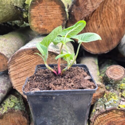 Brave hendrik plant in pot, Chenopodium bonus-henricus, ecologisch geteeld