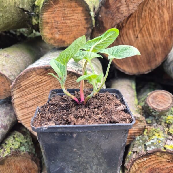 Brave hendrik plant in pot, Chenopodium bonus-henricus, ecologisch geteeld