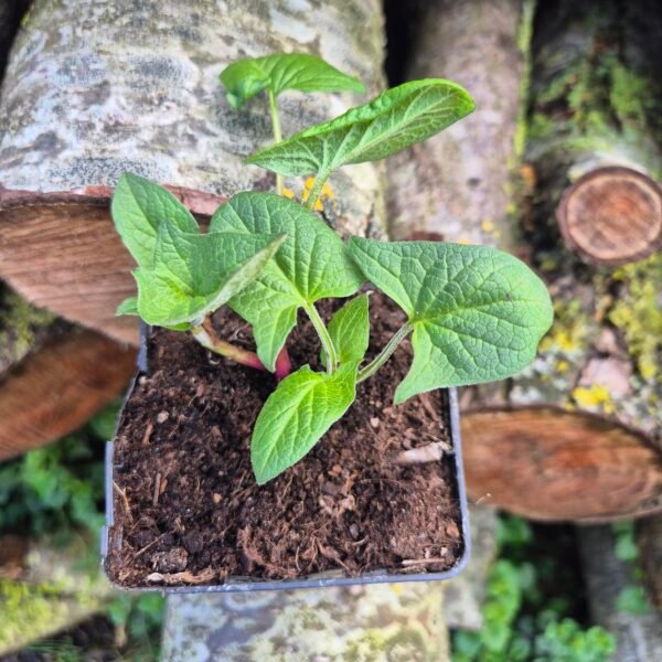 Jonge brave hendrik plant in pot, Chenopodium bonus-henricus, direct van de kwekerij