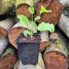 Eeuwig moes Brassica oleracea var. ramosa kopen