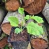 Eeuwig moes Brassica oleracea var. ramosa in pot, direct van de kwekerij