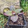 rode melde, tuinmelde in pot