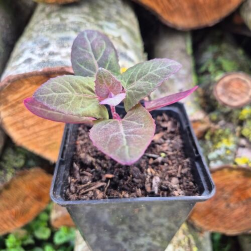 Rode melde kopen plant in pot, Atriplex hortensis, ecologisch geteeld