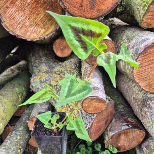 Duizendknoop Persicaria microcephala 'Purple Fantasy' in pot, ecologisch geteeld