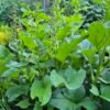 Brave hendrik in volle groei met bloemstengels, Chenopodium bonus-henricus