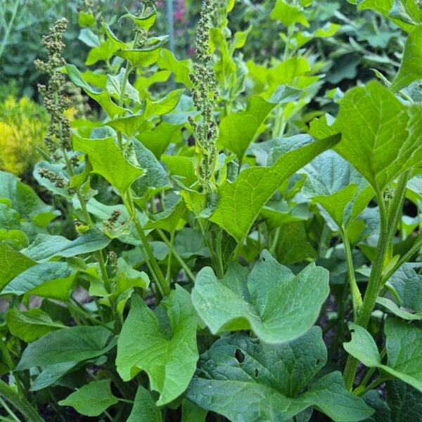 Brave hendrik in volle groei met bloemstengels, Chenopodium bonus-henricus