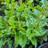 Brave hendrik bloemstengels nazomer, Chenopodium bonus-henricus