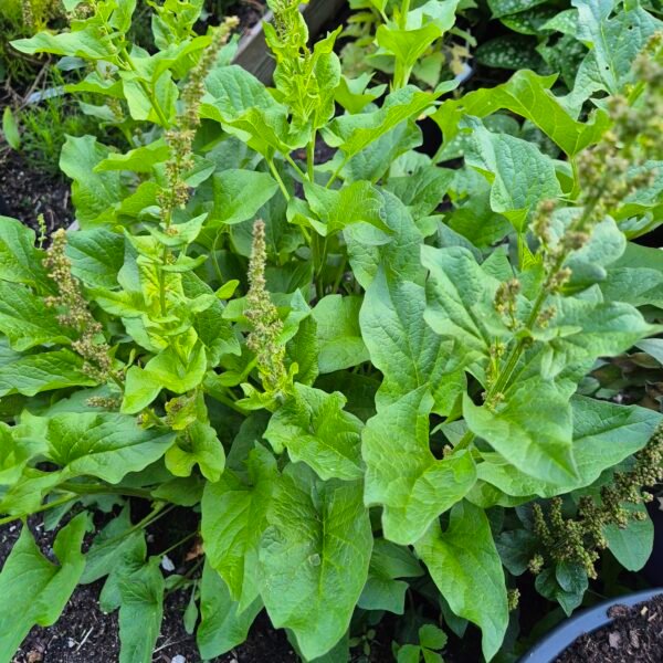Brave hendrik bloemstengels nazomer, Chenopodium bonus-henricus