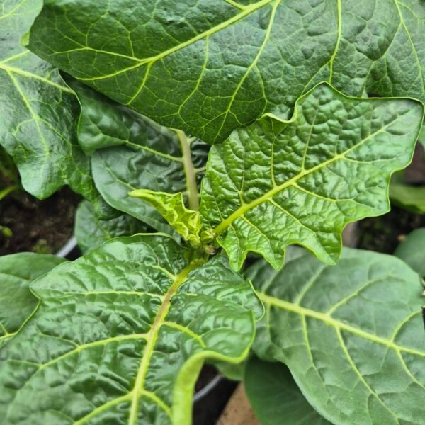 antroewa-plant-jonge-vrucht Antroewa plant met jonge vrucht in ontwikkeling, Solanum macrocarpon, ecologisch geteeld