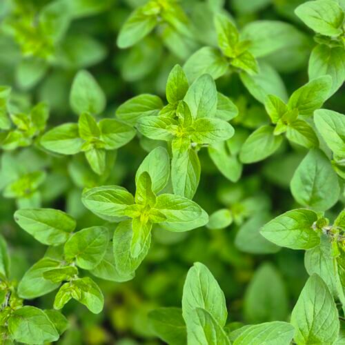 oregano-plant-origanum-vulgare Oregano plant met aromatische groene bladeren, Origanum vulgare, ecologisch geteeld