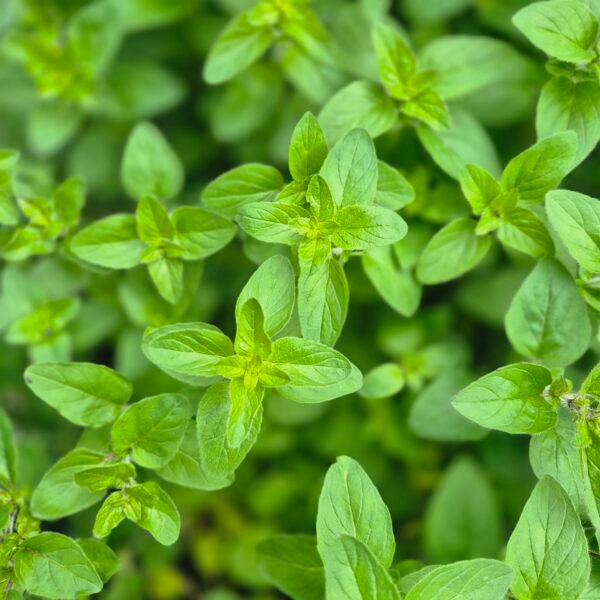 oregano-plant-origanum-vulgare Oregano plant met aromatische groene bladeren, Origanum vulgare, ecologisch geteeld