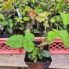 doornloze-braam-thornfree-in-pot Doornloze braam Rubus fruticosus 'Thornfree' in 1 liter pot, direct van de kwekerij