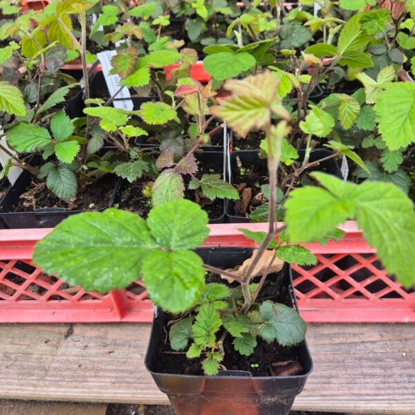 doornloze-braam-thornfree-in-pot Doornloze braam Rubus fruticosus 'Thornfree' in 1 liter pot, direct van de kwekerij