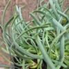 Look Allium senescens 'Blue Eddy' met grijsblauw spiraalvormig blad, ecologisch geteeld