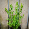 Hyssop Hyssopus officinalis plant in pot, direct van de kwekerij