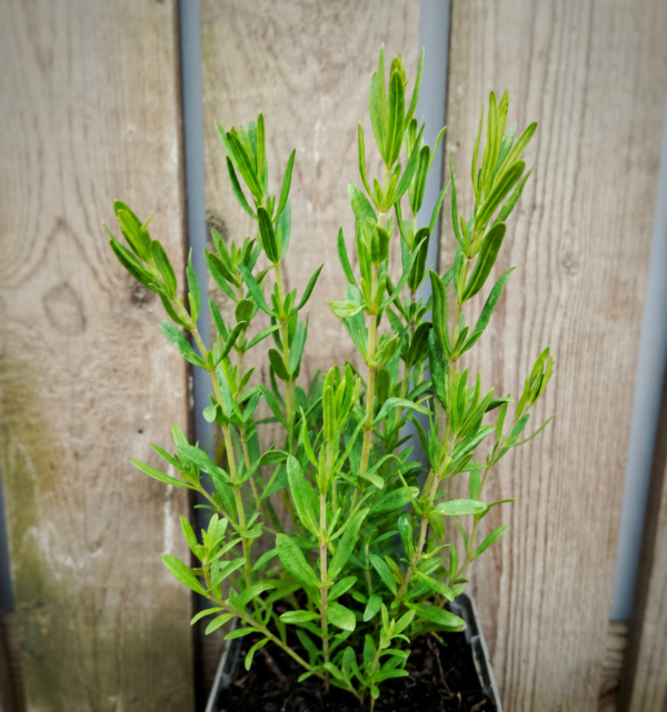 Hyssop Hyssopus officinalis plant in pot, direct van de kwekerij