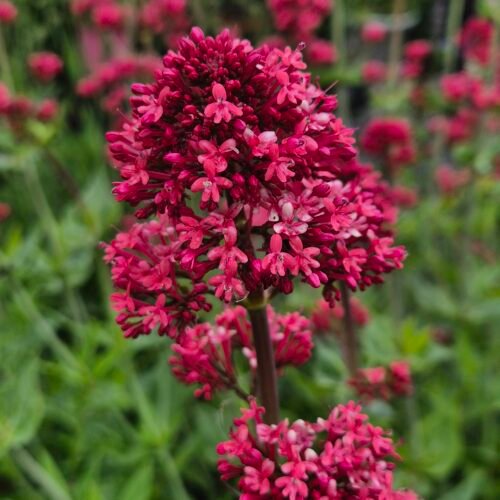Rode spoorbloem (Rode valeriaan) – Centranthus ruber ‘Coccineus’ bloem Rode spoorbloem kopen? rode spoorbloem (rode valeriaan) – Centranthus ruber ‘Coccineus’