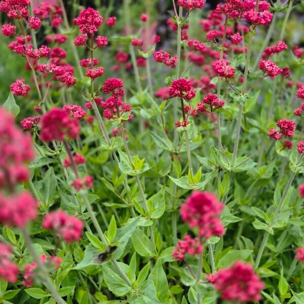 Rode spoorbloem (Rode valeriaan) – Centranthus ruber ‘Coccineus’