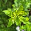 sint-janskruid-hypericum-perforatum-blad Sint janskruid Hypericum perforatum bladeren, ecologisch geteeld