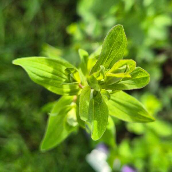 sint-janskruid-hypericum-perforatum-blad Sint janskruid Hypericum perforatum bladeren, ecologisch geteeld