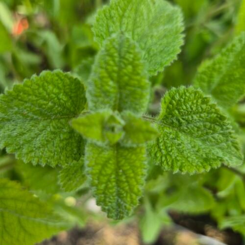 Limoenmelisse limoenmelisse kopen? Limoenmelisse - Melissa officinalis subsp. altissima