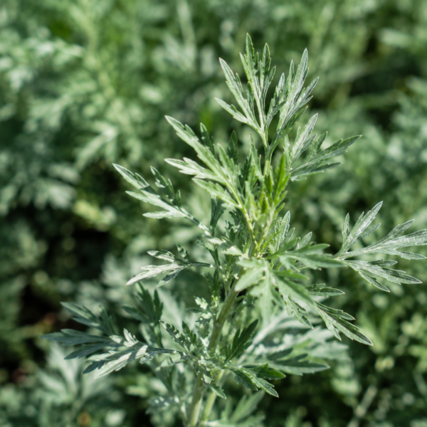 absint plant kopen? ecologisch geteeld, direct van de kwekerij