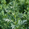 Absint plant kopen - Artemisia absinthium - ecologisch geteeld