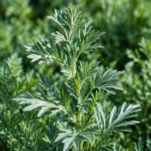 Absint plant kopen - Artemisia absinthium - ecologisch geteeld