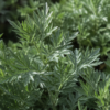 absint - Artemisia absinthium