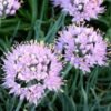 Look Allium senescens 'Blue Eddy' met lilaroze bolvormige bloemen, ecologisch geteeld