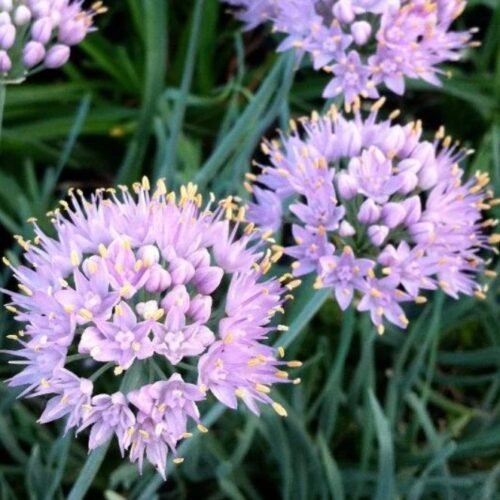 Look Allium senescens 'Blue Eddy' met lilaroze bolvormige bloemen, ecologisch geteeld