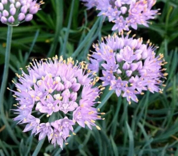 Look Allium senescens 'Blue Eddy' met lilaroze bolvormige bloemen, ecologisch geteeld