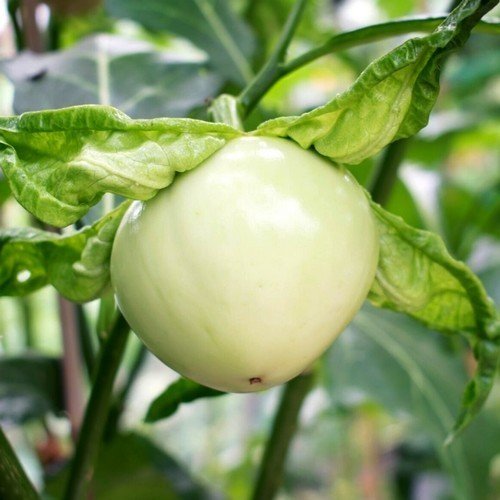 Antroewa plant met onrijpe witte vrucht, Solanum macrocarpon, ecologisch geteeld