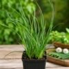 chinese bieslook allium tuberosum jonge plant