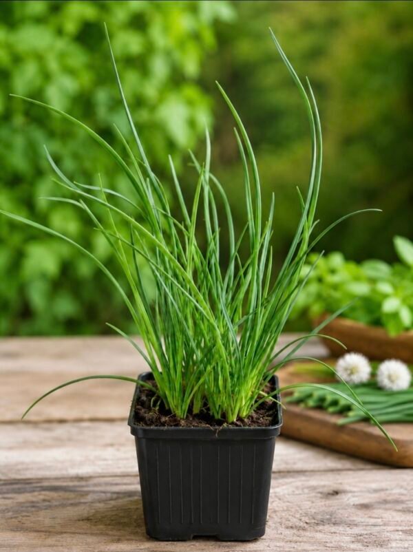 chinese bieslook allium tuberosum jonge plant