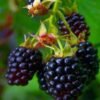 doornloze braam rubus fruticosus thornfree, bramen vruchten, kleinfruit Doornloze braam Rubus fruticosus 'Thornfree' met rijpe zwarte vruchten, ecologisch geteeld