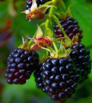 Doornloze braam Rubus fruticosus 'Thornfree' met rijpe zwarte vruchten, ecologisch geteeld