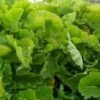 eeuwig moes kopen? Eeuwig moes Brassica oleracea var. ramosa grote struik met losse bladeren, ecologisch geteeld