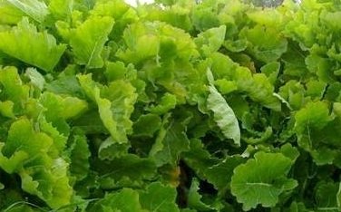 eeuwig moes kopen? Eeuwig moes Brassica oleracea var. ramosa grote struik met losse bladeren, ecologisch geteeld